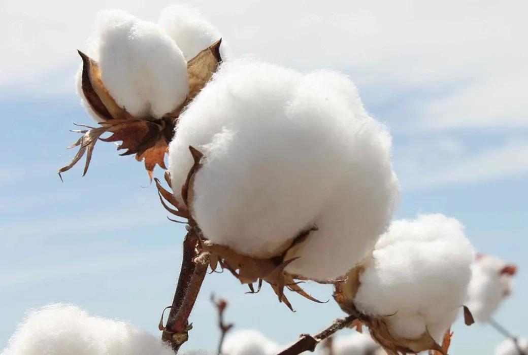 最好的棉花是什么棉怎么区分,长绒棉和普通棉花怎么鉴别
