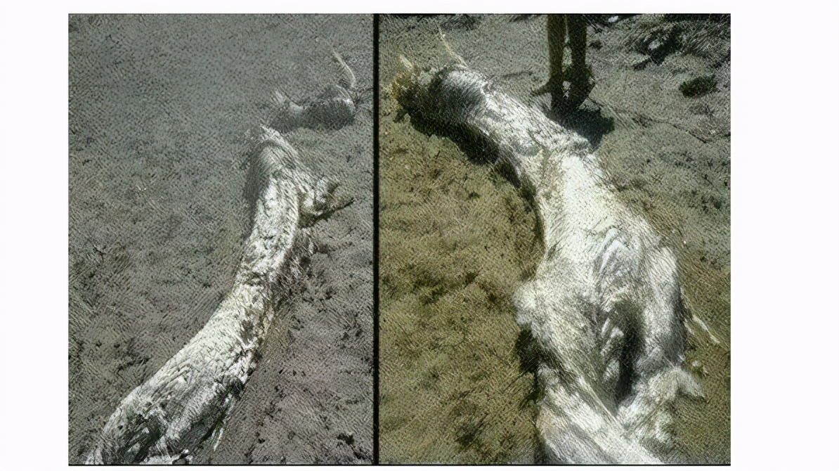 乾隆款永固杯有什么意义,乾隆用的永固杯