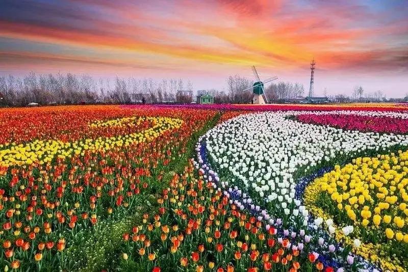 褰㈠鑽峰叞鑺辨捣,鎻忓啓鑽峰叞鑺辨捣鐨勮瘲