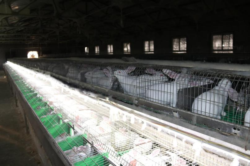 养兔与兔病诊断,养兔疾病防治程序