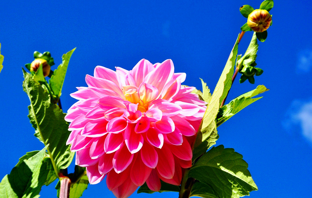 八字伤官官星两旺会发生什么,八字中伤官有什么特征