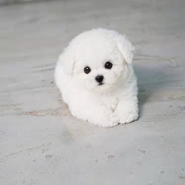 比熊老是吐狗粮怎么回事,比熊把刚吃的狗粮都吐了怎么回事