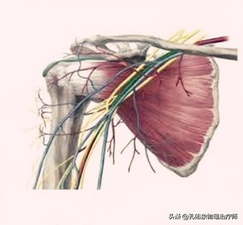 肩周炎肩膀疼是什么原因造成,肩周炎导致的肩膀疼痛怎么缓解
