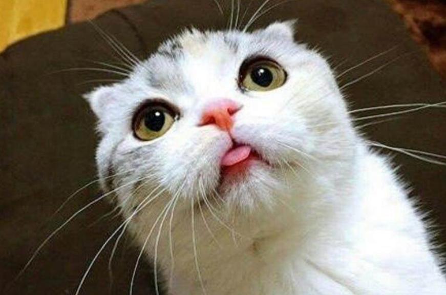 猫咪经常舔你这是为什么,猫咪舔薄荷球有什么好处