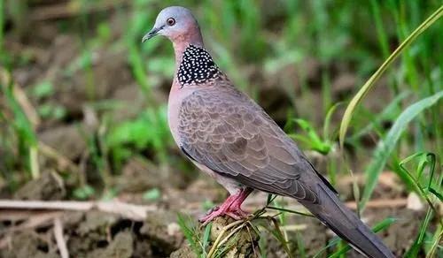 吃野生斑鸠对身体好吗,吃斑鸠有什么效果吗