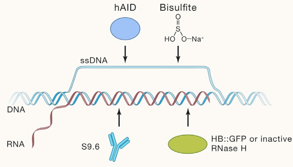 cell基础知识详解,cell综述