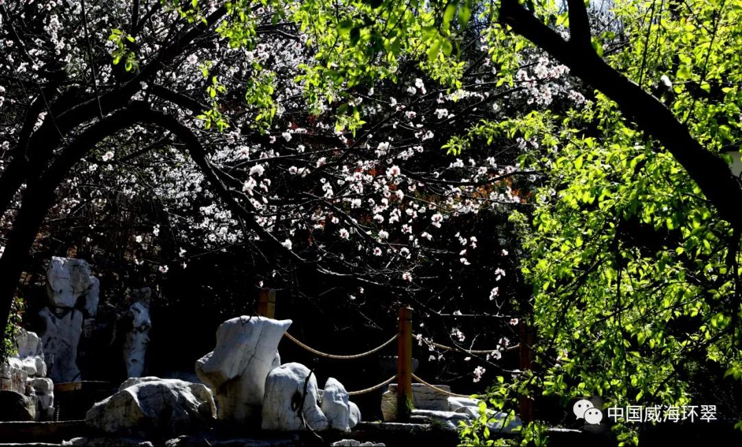 环翠公园美景,走进春天的环翠公园