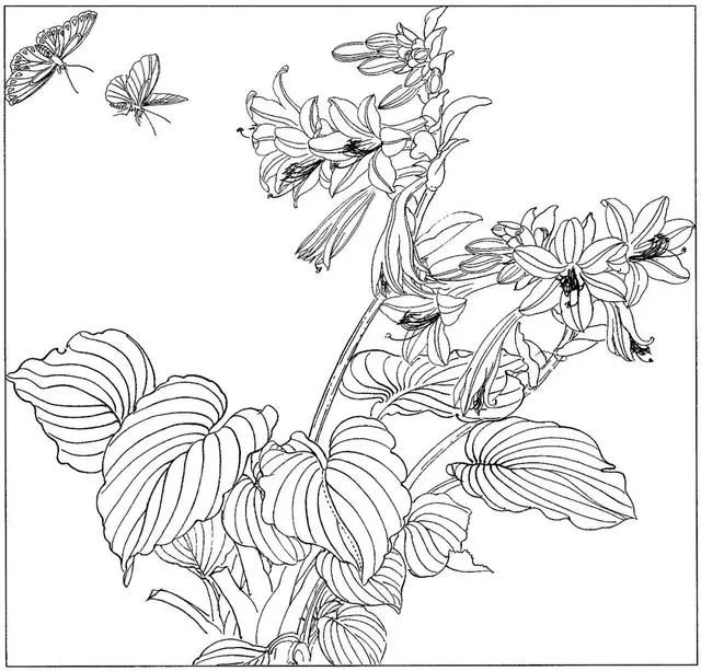 工笔花鸟白描步骤图,牡丹六尺横幅白描工笔花鸟底稿