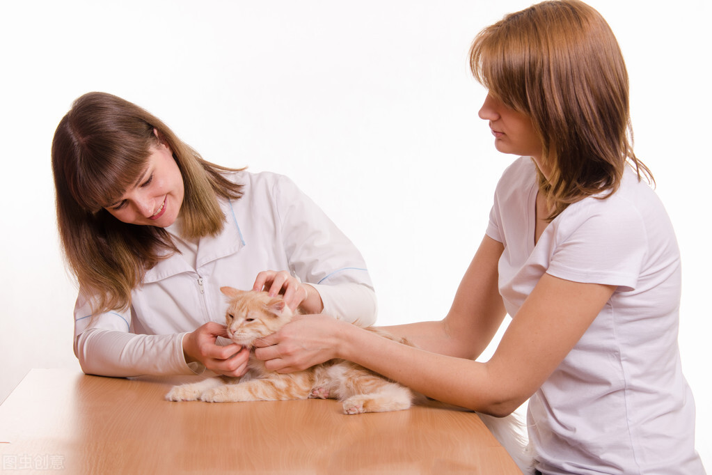 狗狗得了疱疹病毒什么症状,宠物犬冠状病毒感染怎么治疗