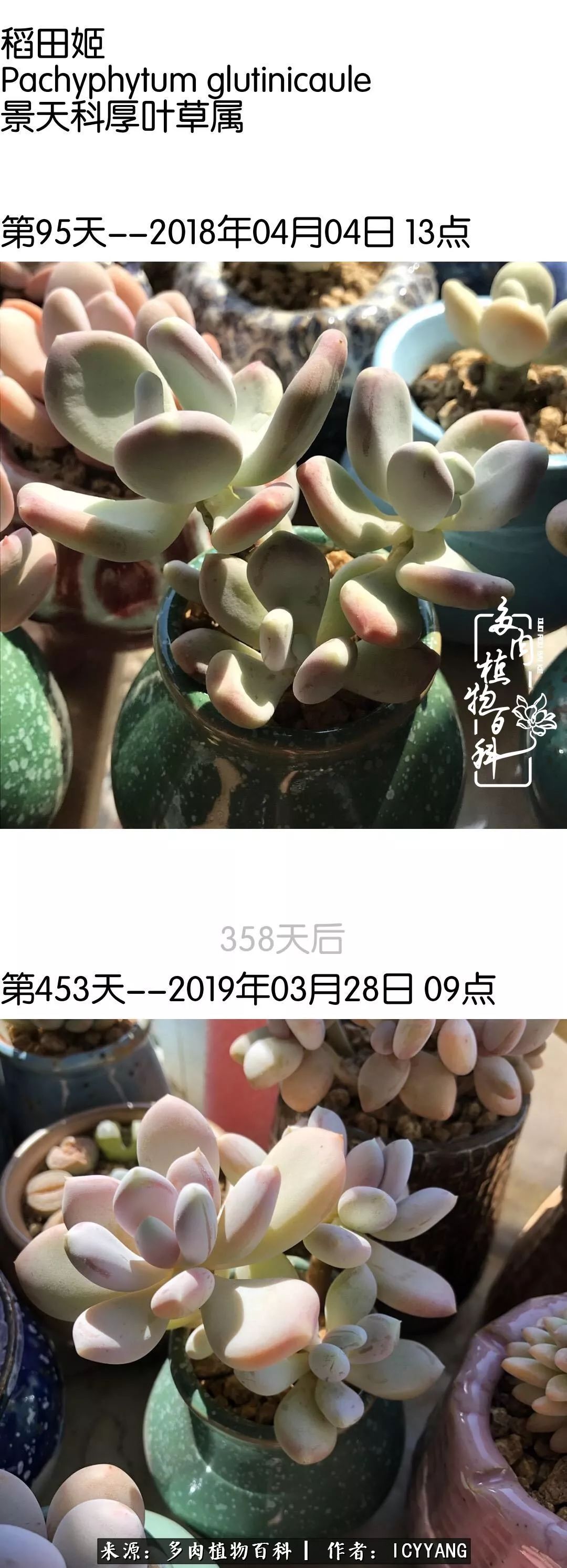 多肉隔着玻璃晒太阳效果好吗,隔着玻璃养的多肉照样长得好