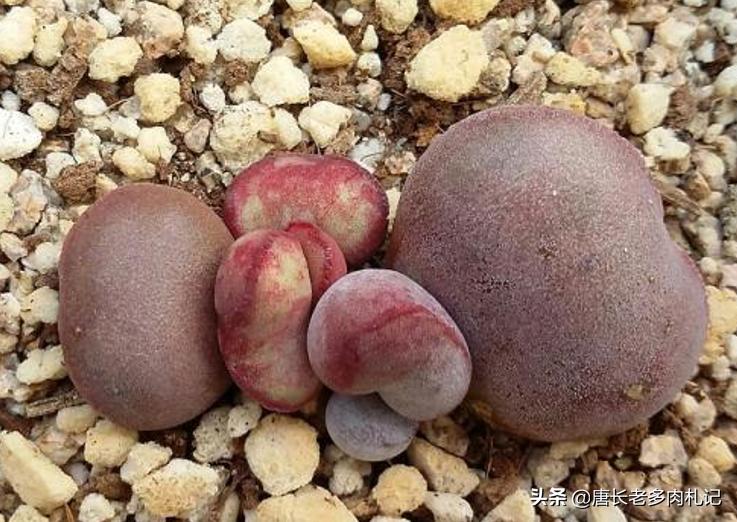 圆盆可爱玫瑰多肉,多肉小汤圆怎么繁殖下一代