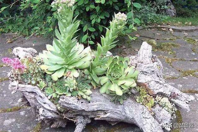 巧妙旧物改造塑料瓶变身手工花盆,旧物利用变废为宝制作花盆