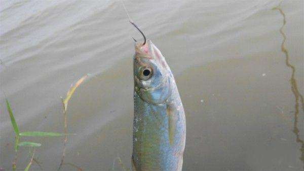 含氧量过高鱼好钓吗,钓鱼怎样判断含氧量高和低