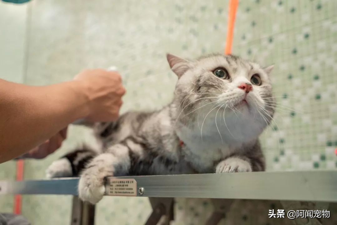 看完猫你还想养吗,养猫咪怎么最省钱也能吃好