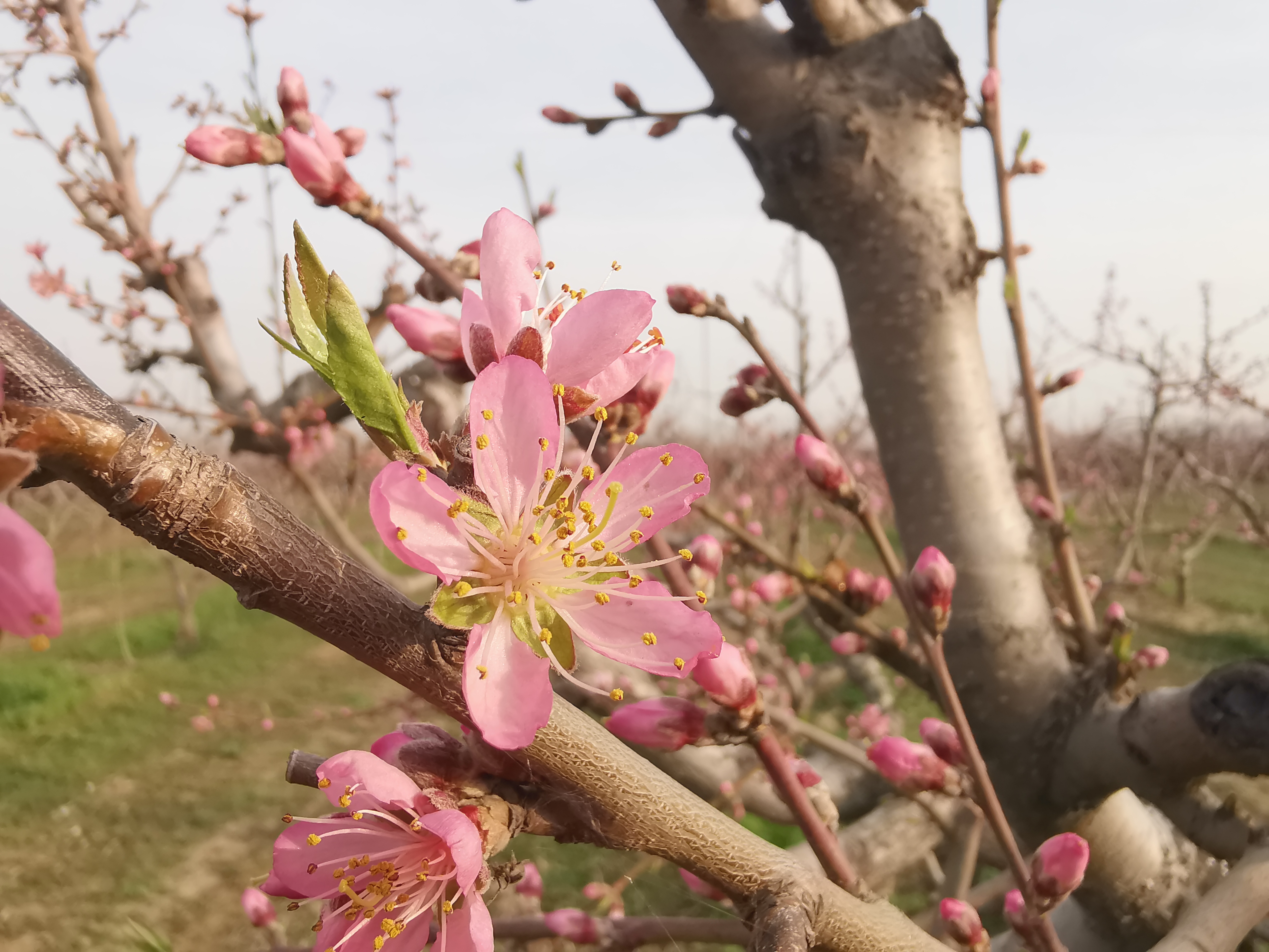 黄金蜜桃一号介绍,黄金蜜桃5号品种简介
