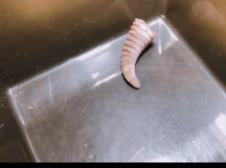 这种会吃蟑螂的小可爱，真的不考虑养一只嘛？