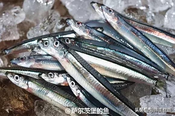 各种寿司纯鲜三文鱼刺身,日本传统寿司都用什么鱼