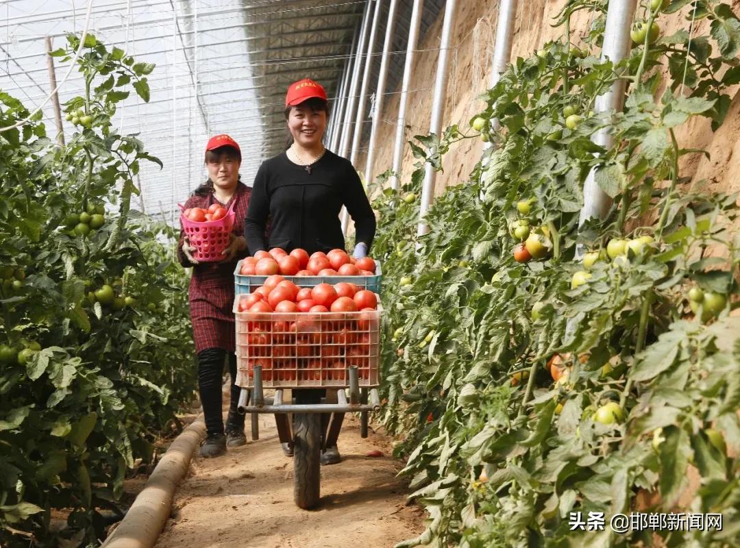 一带两抓三提升！2021年肥乡265个村要这样干