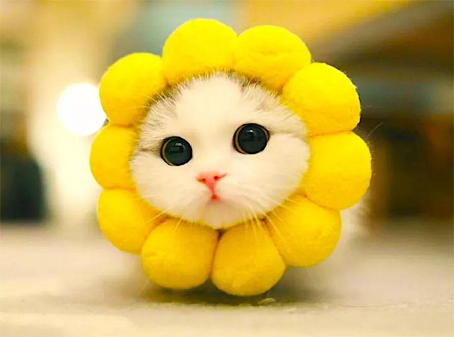 天地雷公怒震蝙蝠，才女“人面猴心”感染“猫骑月”！