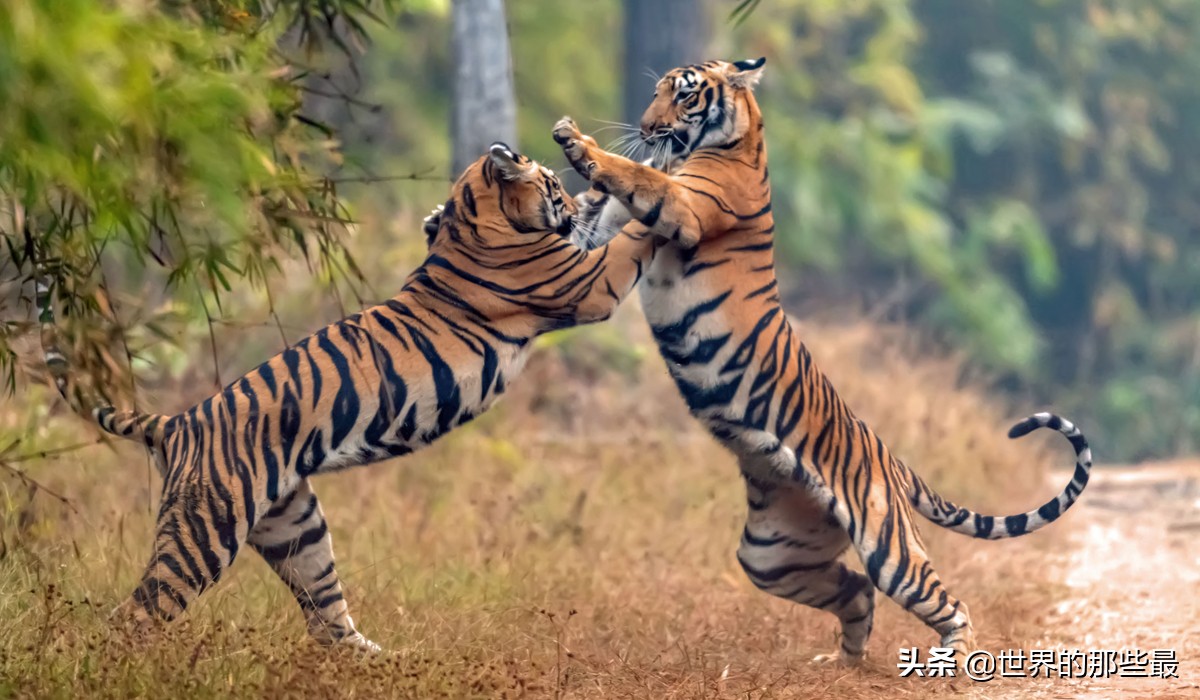 老虎一对一能打过狮子吗,老虎跟狮子打起来会怎么样