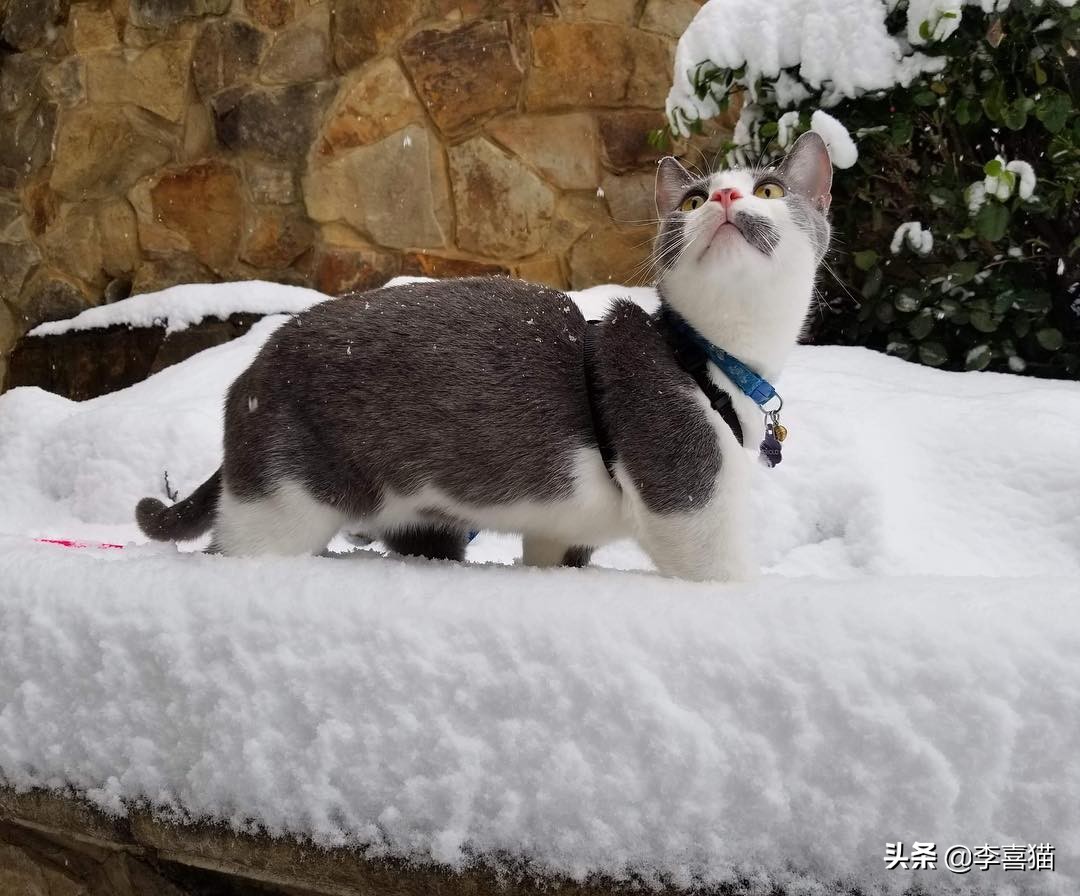 猫咪不出门有没有危害,猫咪不出门感染弓形虫几率大吗