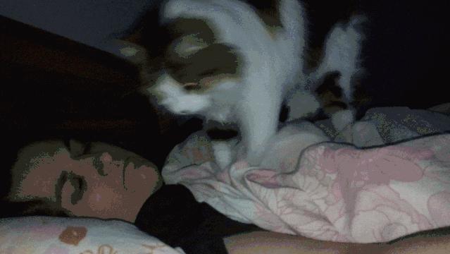 猫咪在电饭煲上拉臭臭，差点把铲屎官气晕在厕所