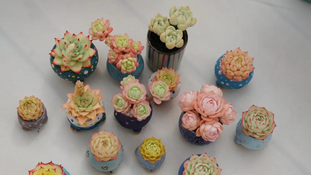 这个年销量上亿株多肉的县城，举办了首届多肉电商节