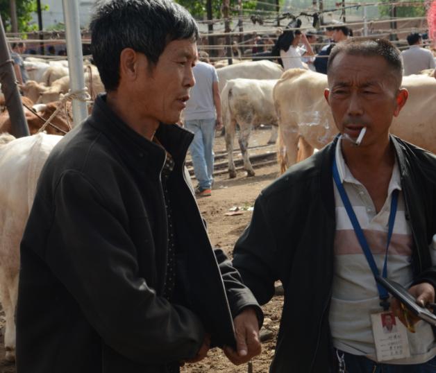 初学者买牛注意什么,新手买牛谨防上当受骗