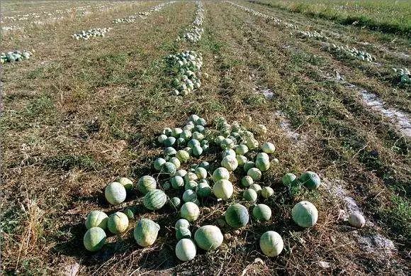 全新疆著名的特产,盘点十大新疆的特产