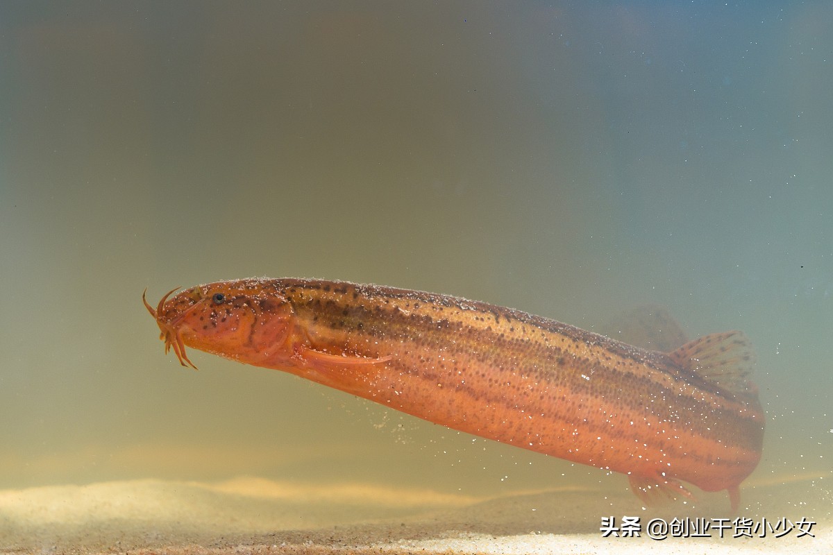 泥鳅养殖现在做什么最赚钱,如何养殖泥鳅创业