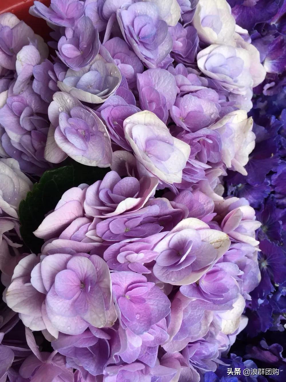 十种好看的绣球,最好看的绣球花视频