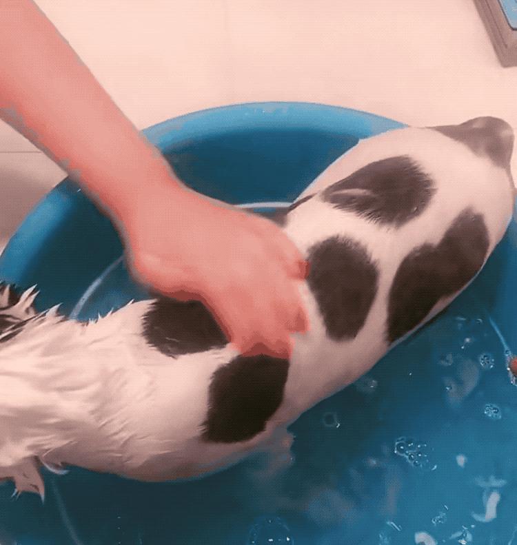 全球罕见足球猫冲上热搜，网友：指定染色！结果......哈哈哈哈