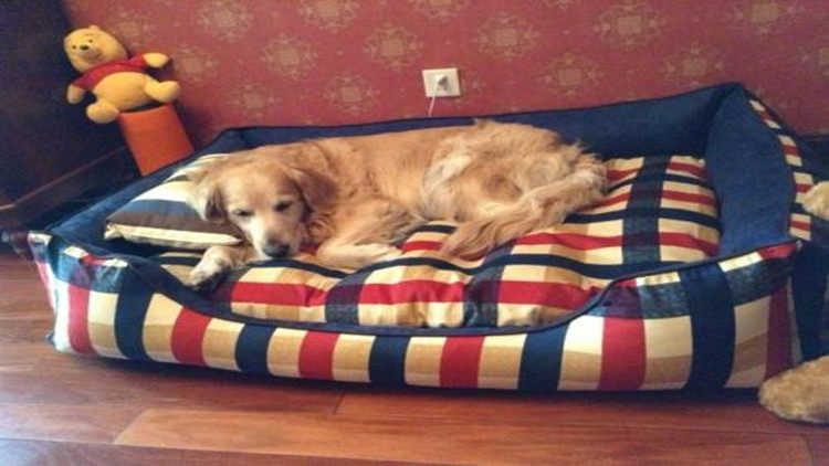 怎么样防治跳蚤最有效,怎么防治跳蚤