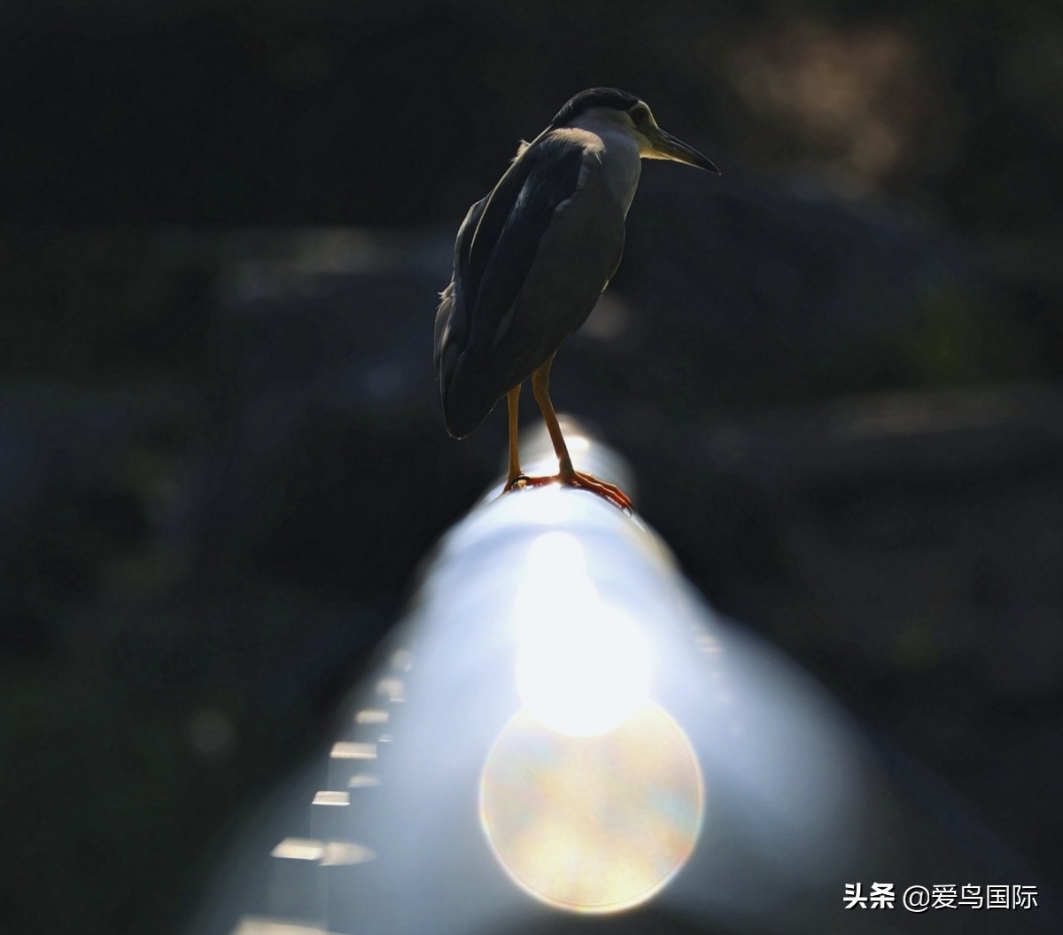 极简鸟类摄影欣赏,2019鸟类摄影作品欣赏