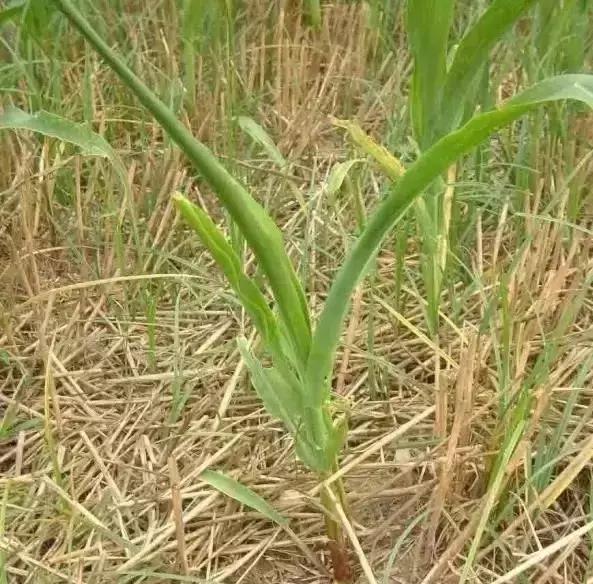 玉米苗前封闭除草剂药害表现,玉米受轻微大豆除草剂药害怎么办