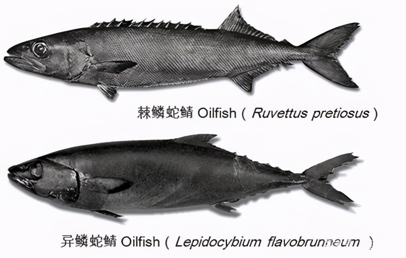 油鱼为何被多国禁止食用,吃了油鱼为什么屁股会流油很臭