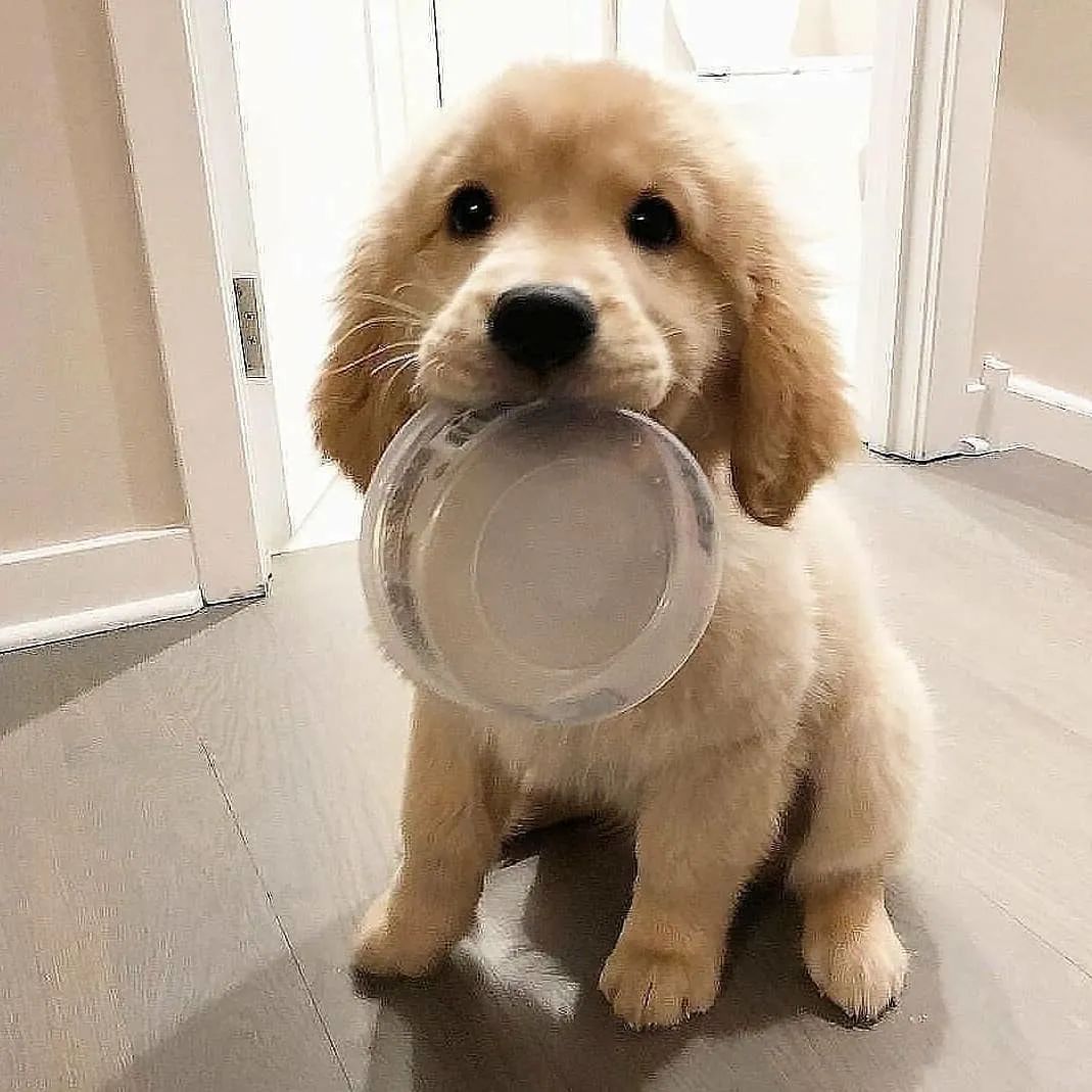 狗狗吃饭太急怎么办,狗狗吃得太急咬手怎么教