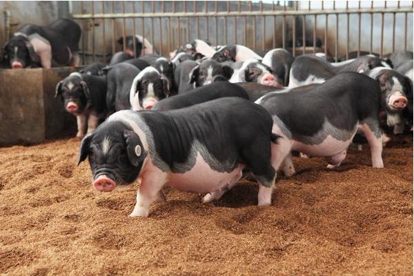 中国42种濒临灭绝的猪,中国土猪灭绝了哪几个品种