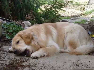 狗狗肠道有异物怎么才可以排出,狗狗肠胃有异物手术大概多少钱