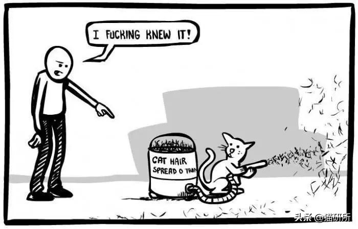 对猫毛过敏导致脸肿,对猫毛过敏是不是老打喷嚏