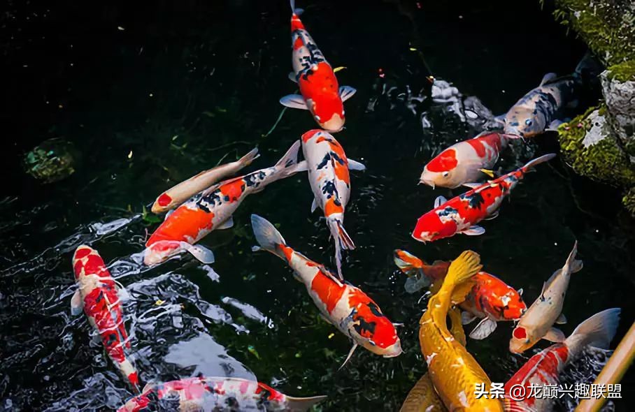 锦鲤入缸的正确方法,锦鲤新缸开缸注意事项