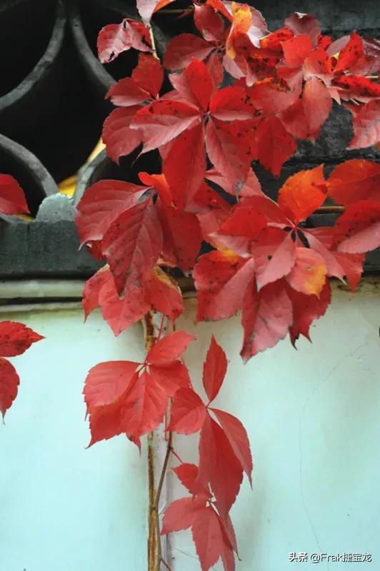 纯情的红叶……爬山虎