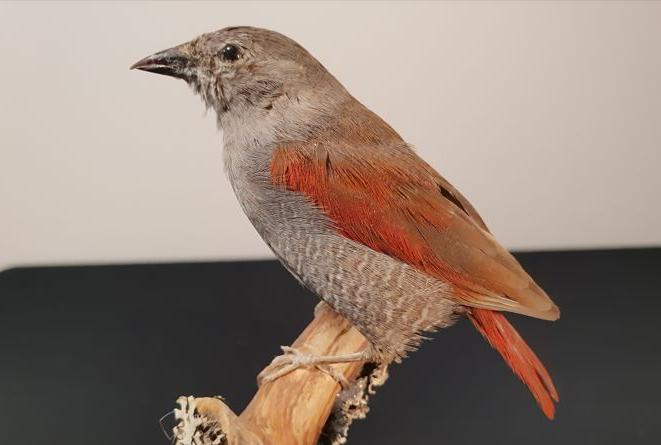 东江揽胜,惠州淡水常见鸟类图谱