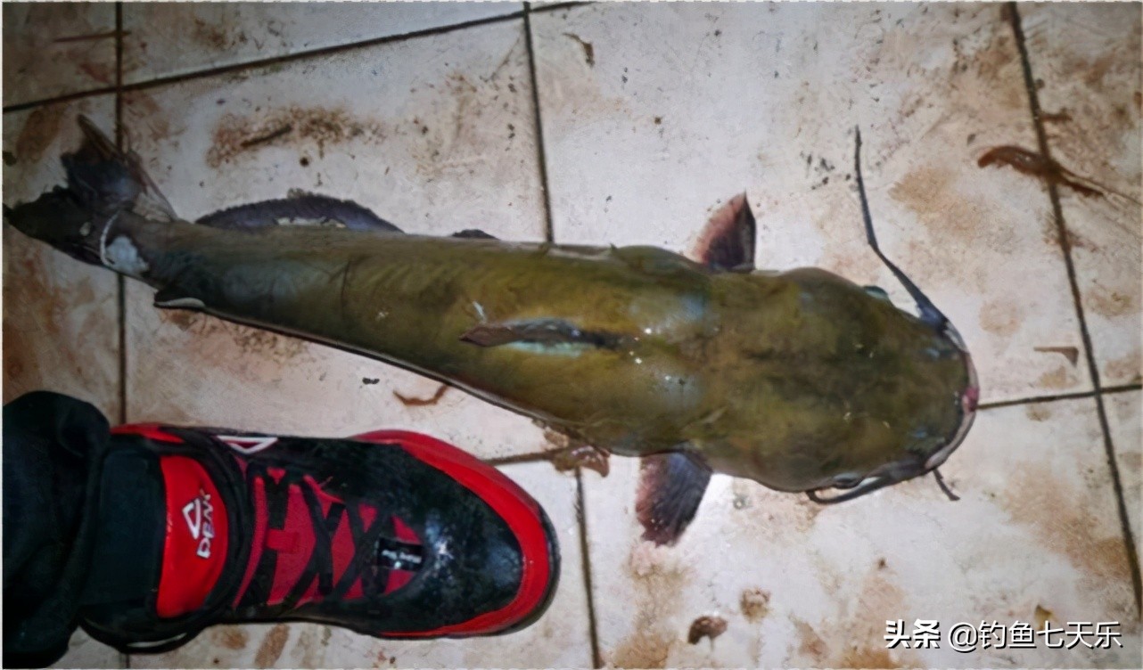 奔波儿灞是条什么鱼,奔波儿灞鱼