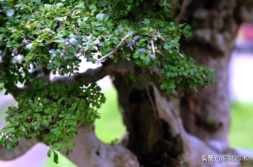 盆景制作与赏析观花,盆景对节白蜡怎么造型