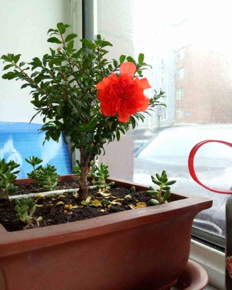 怎么养护石榴盆栽才能开花结果,石榴盆栽造型和养护方法图片