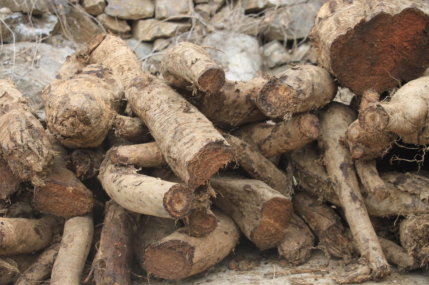 葛根在哪些国家泛滥成灾,在美国泛滥成灾的葛根