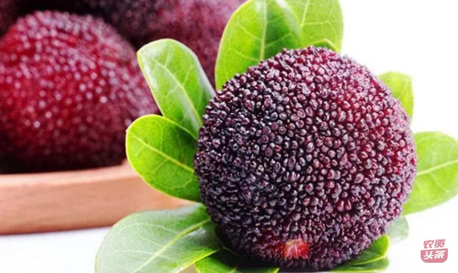 种植杨梅树多少平米一棵,杨梅树庭院种植位置图片