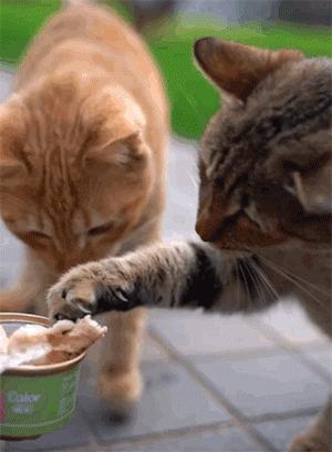 如何促使猫咪喝水,猫咪喜欢喝水吗