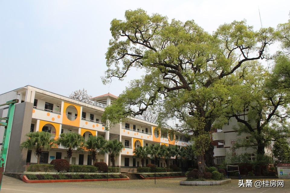 桂林市九年一贯制学校,桂林市2024年初中招生政策